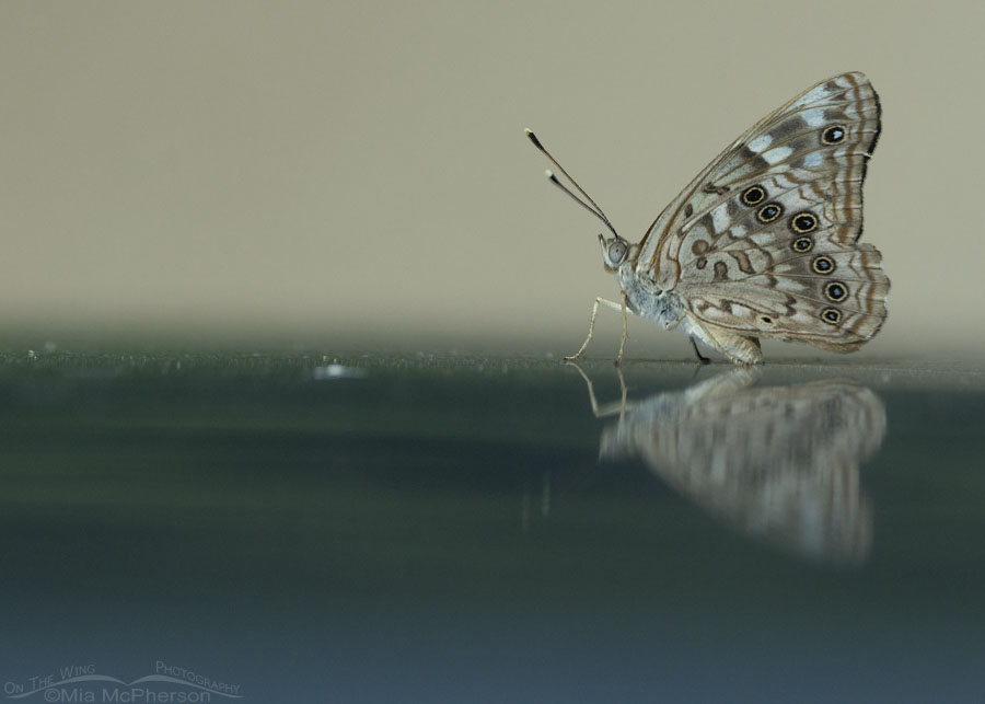 Hackberry Emperor butterfly on the hood of a Toyota Tacoma, Sequoyah National Wildlife Refuge, Oklahoma