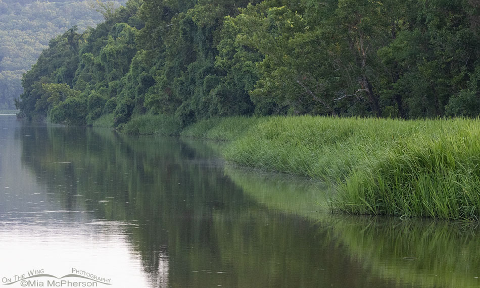 Late July view of Sally Jones Lake, Sequoyah National Wildlife Refuge, Oklahoma