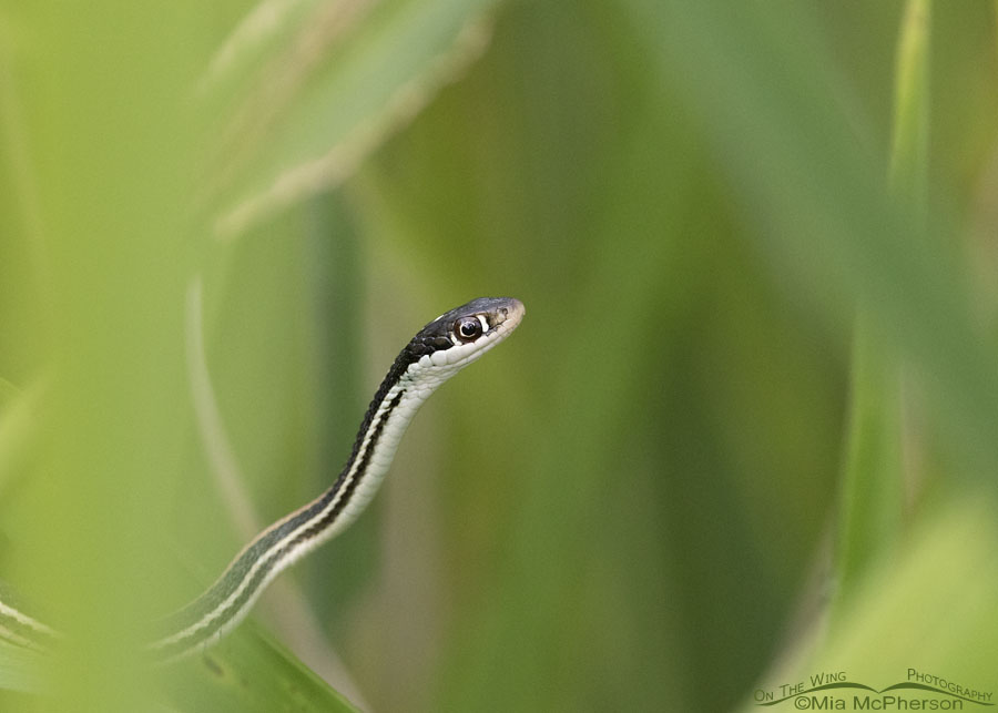 Western Ribbon Snake close up, Sequoyah National Wildlife Refuge, Oklahoma