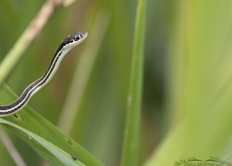 Western Ribbon Snake at Sequoyah National Wildlife Refuge, Oklahoma