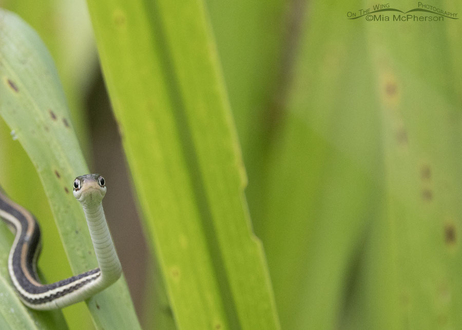 Head on Western Ribbon Snake, Sequoyah National Wildlife Refuge, Oklahoma