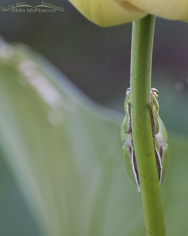 American Green Tree Frog hugging a lotus stem, Sequoyah National Wildlife Refuge, Oklahoma