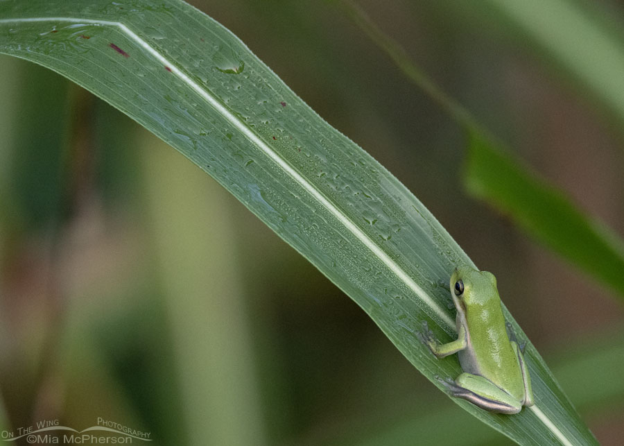 Itty bitty American Tree Frog on grass, Sequoyah National Wildlife Refuge, Oklahoma