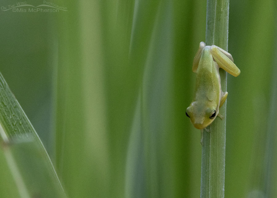 Young American Green Tree Frog in grasses, Sequoyah National Wildlife Refuge, Oklahoma