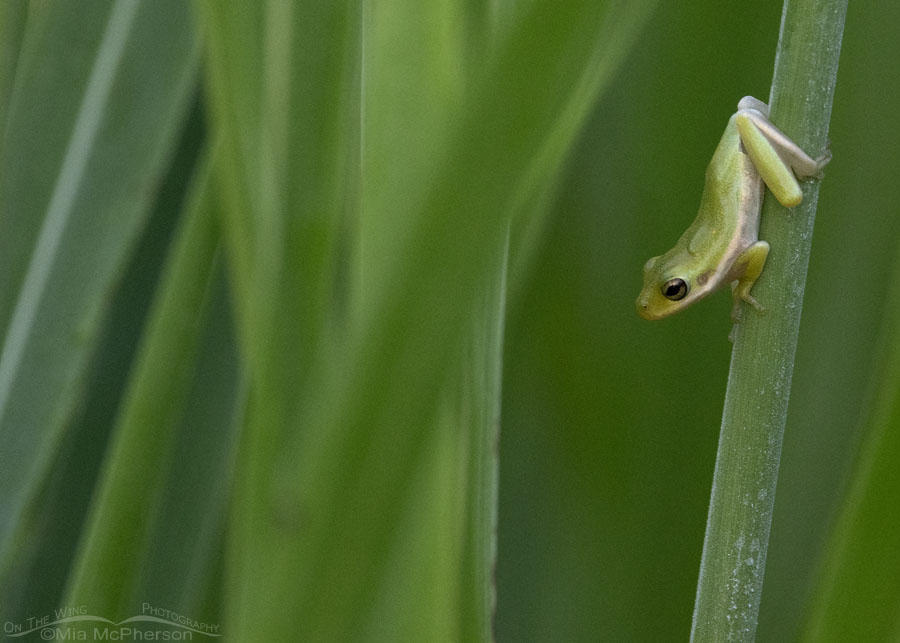 Tiny American Green Tree Frog at Sequoyah NWR, Sequoyah National Wildlife Refuge, Oklahoma