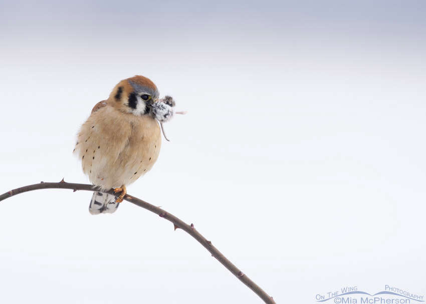 Male American Kestrel with prey on a snowy winter day, Farmington Bay WMA, Davis County, Utah