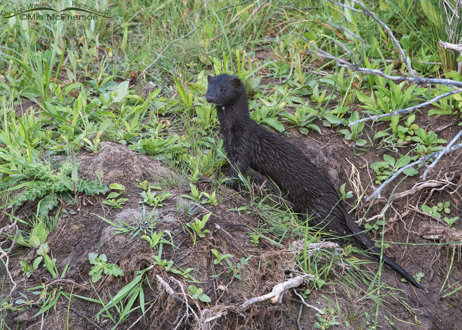 American Mink near a creek bank, Wasatch Mountains, Summit County, Utah