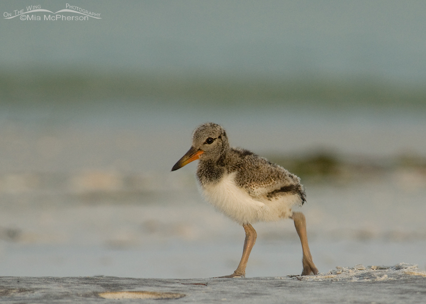 Tiny American Oystercatcher chick, Fort De Soto County Park, Pinellas County, Florida