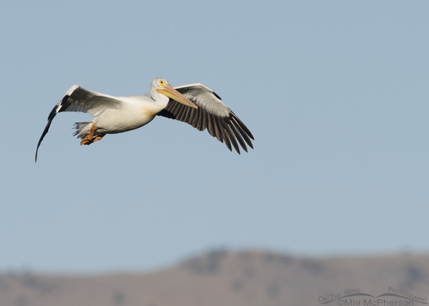 American White Pelican flight over Bear River, Bear River Migratory Bird Refuge, Box Elder County, Utah