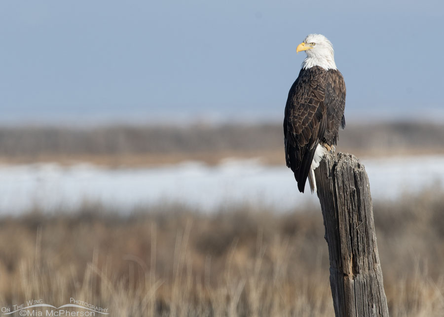 Regal Bald Eagle perched on a leaning post, Bear River Migratory Bird Refuge, Box Elder County, Utah