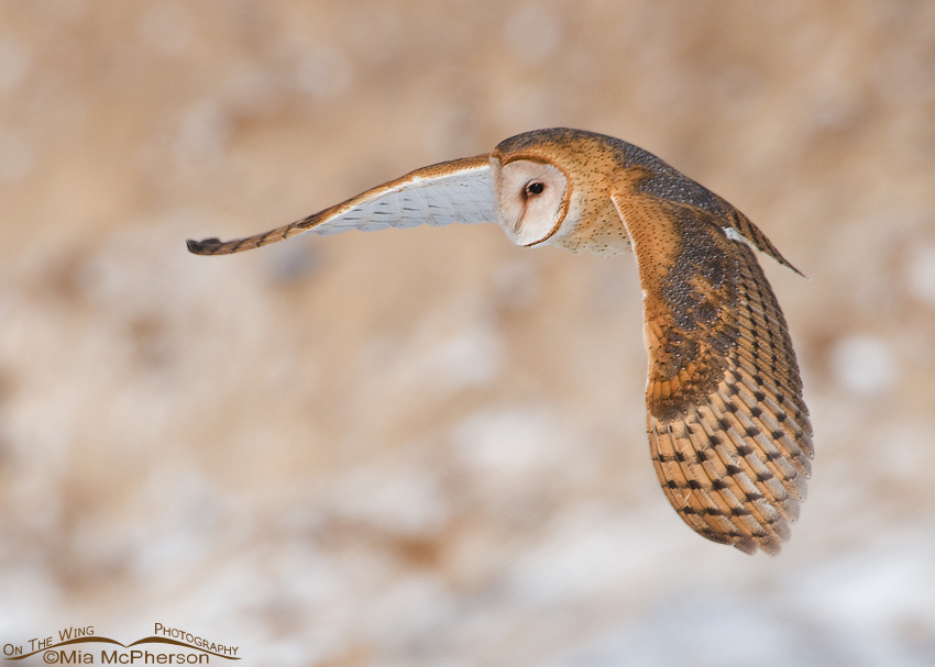 Adult American Barn Owl in flight at Farmington Bay in northern Utah