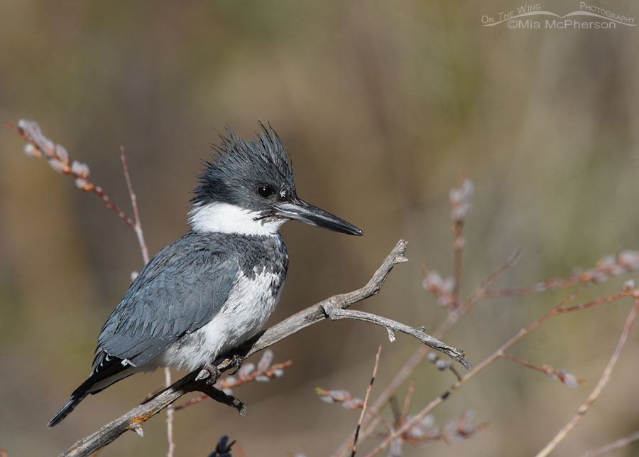 Pussy willows and a male Belted Kingfisher, Wasatch Mountains, Summit County, Utah