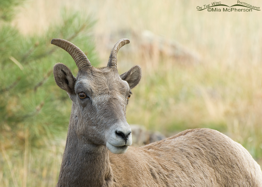 Bighorn Sheep ewe at Flaming Gorge National Recreation Area, Utah