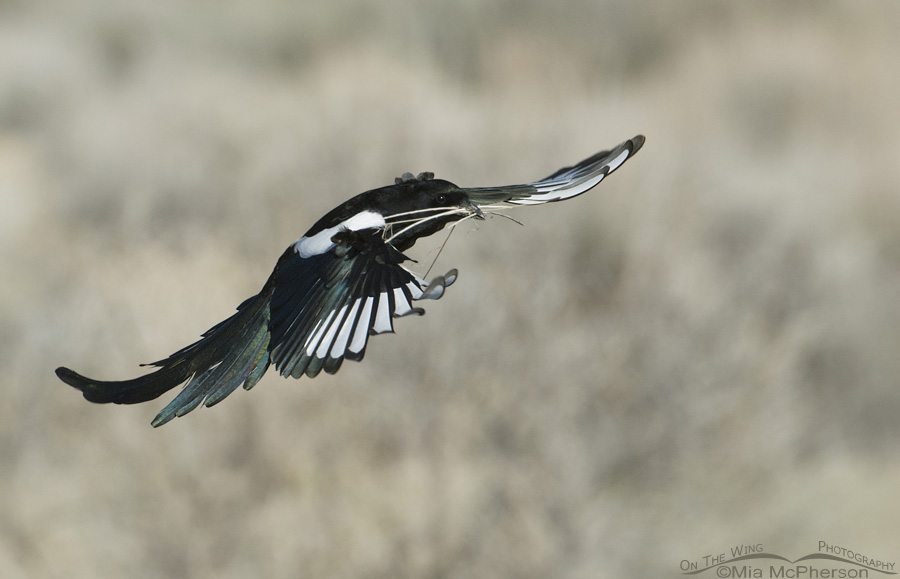 Black-billed Magpie landing with nesting materials, Antelope Island State Park, Davis County, Utah