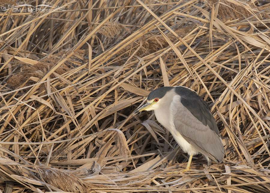 Resting Black-crowned Night Heron adult, Farmington Bay WMA, Davis County, Utah