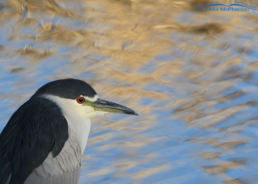 Winter Black-crowned Night Heron portrait, Farmington Bay WMA, Davis County, Utah