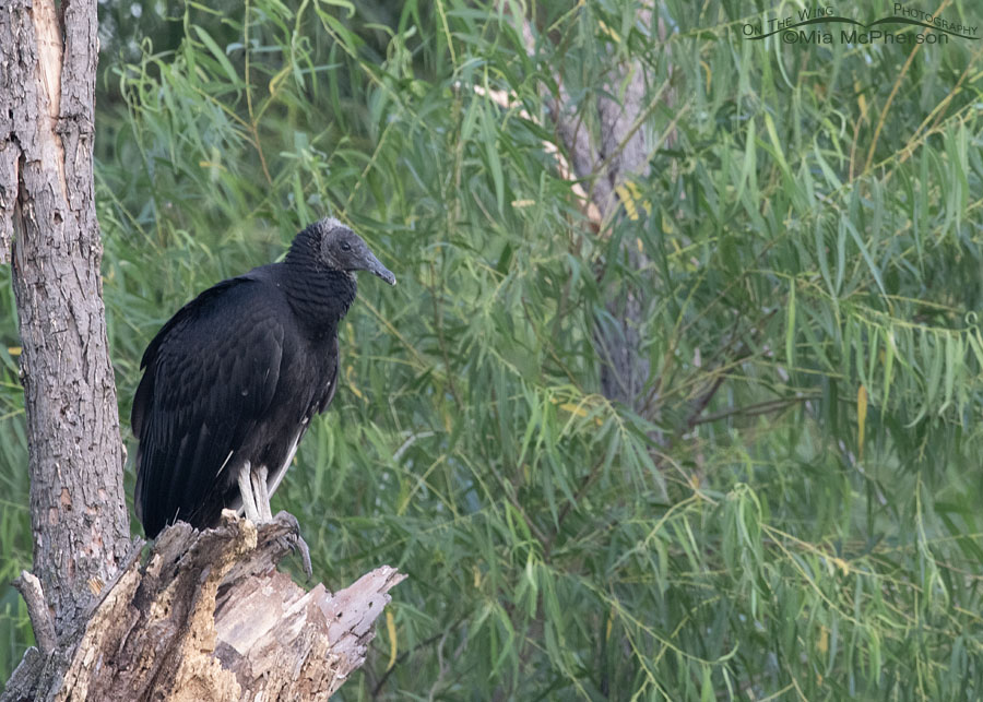 Immature Black Vulture at Sequoyah National Wildlife Refuge, Oklahoma