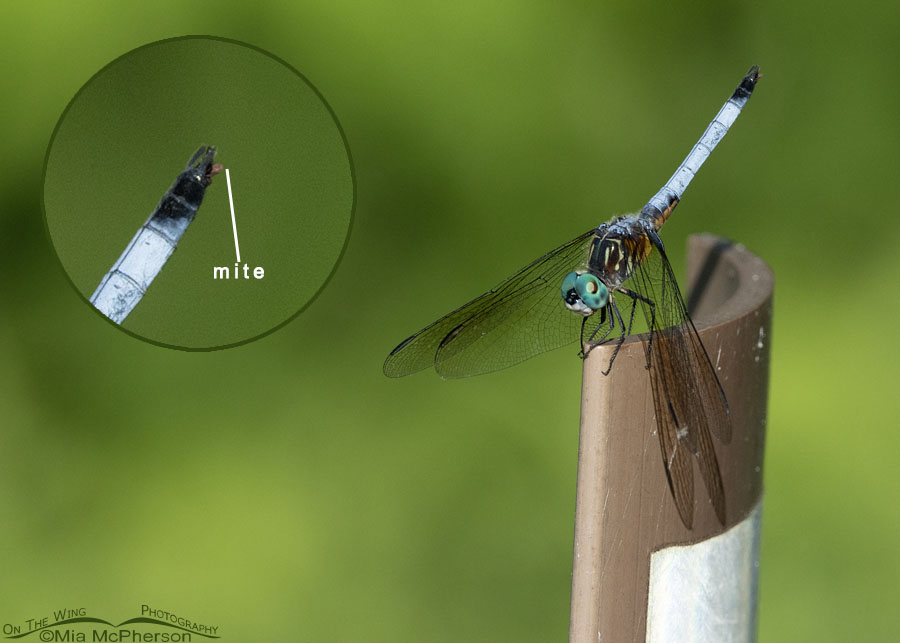 Male Blue Dasher dragonfly at Sequoyah NWR - With inset showing a mite on the tail, Sequoyah National Wildlife Refuge, Oklahoma