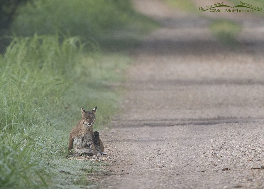 Bobcat scratching an itch at Sequoyah National Wildlife Refuge, Oklahoma