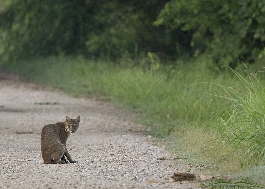 Bobcat sitting on a gravel road at Sequoyah NWR, Sequoyah National Wildlife Refuge, Oklahoma