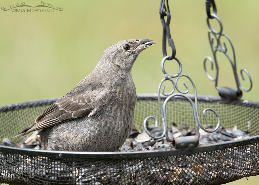 Young Brown-headed Cowbird gorging on sunflower seeds, Sebastian County, Arkansas