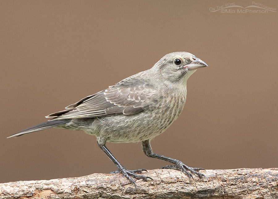 Immature Brown-headed Cowbird in Arkansas, Sebastian County