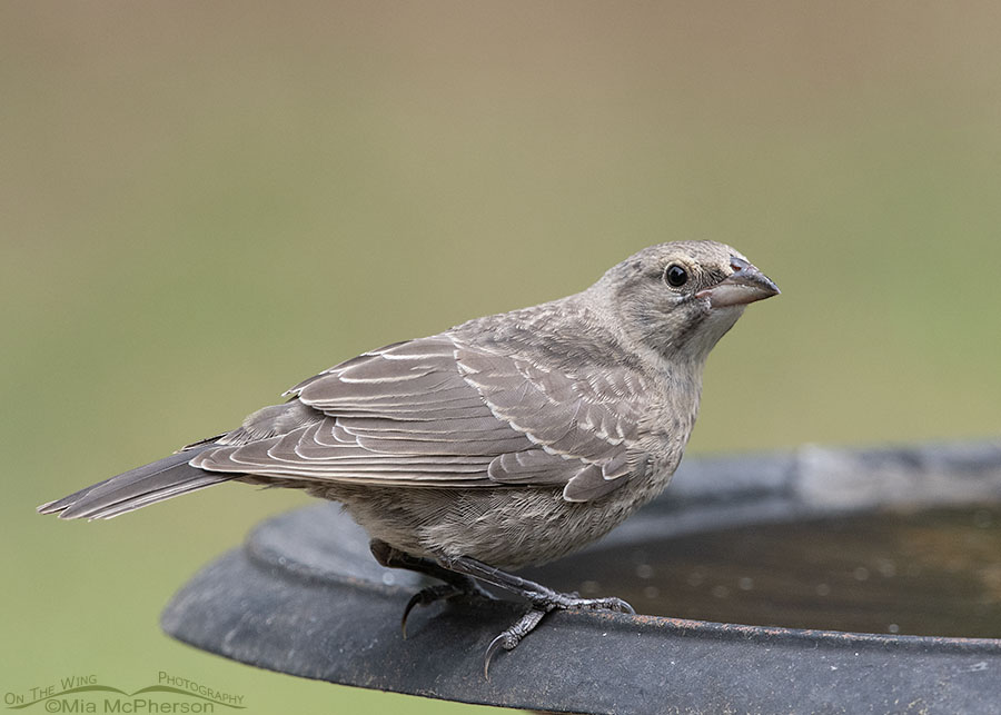 Young Brown-headed Cowbird With A Gluttonous Appetite - Mia McPherson's ...