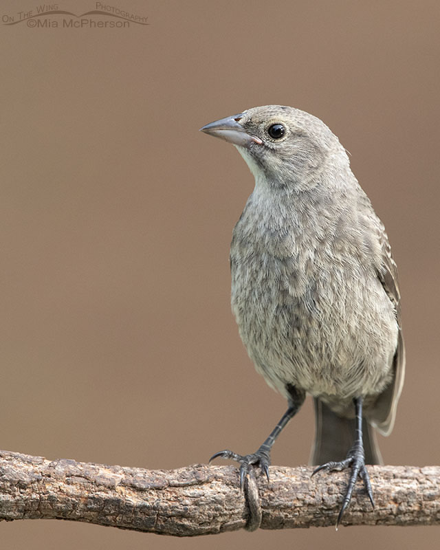 Young Brown-headed Cowbird With A Gluttonous Appetite - Mia McPherson's ...