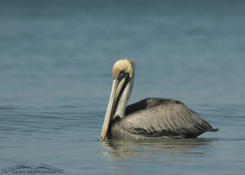 Elegant Brown Pelican in breeding plumage, Fort De Soto County Park, Pinellas County, Florida