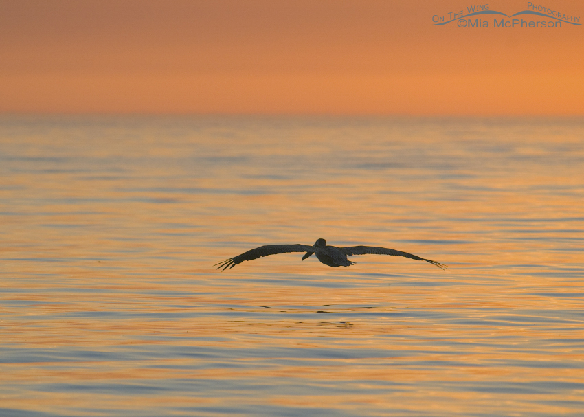 Brown Pelican flying into the sunset over the Gulf of Mexico, Fort De Soto County Park, Pinellas County, Florida