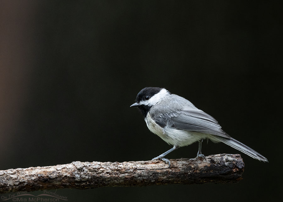 Low key adult Carolina Chickadee, Sebastian County, Arkansas