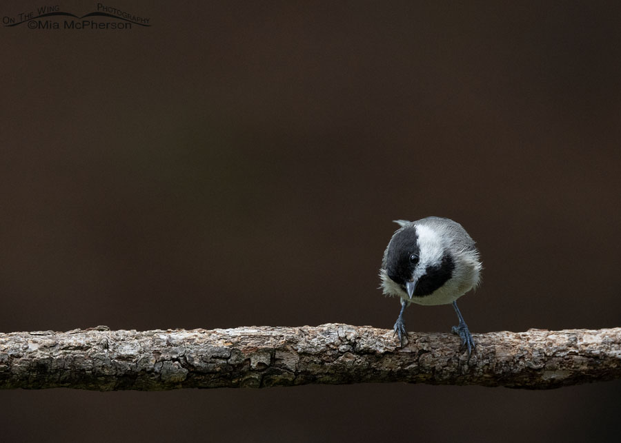 Carolina Chickadee with a dark background, Sebastian County, Arkansas