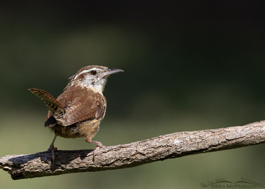 Adult Carolina Wren in Arkansas, Sebastian County