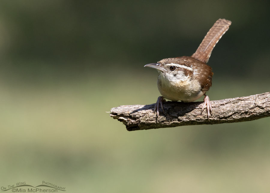 Crouching Carolina Wren adult, Sebastian County, Arkansas