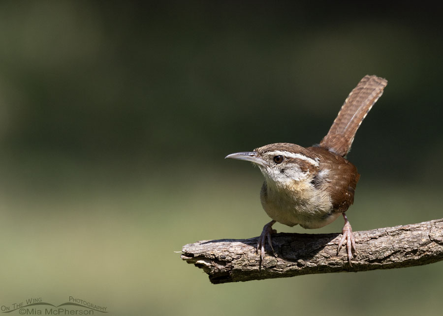 Alert Carolina Wren adult, Sebastian County, Arkansas