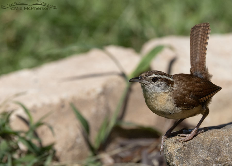 Foraging adult Carolina Wren, Sebastian County, Arkansas