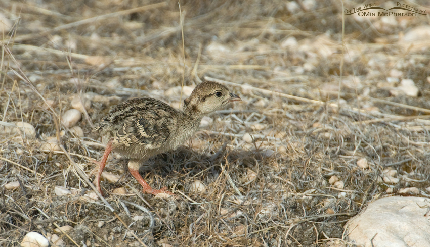 Chukar chick on Antelope Island State Park, Davis County, Utah