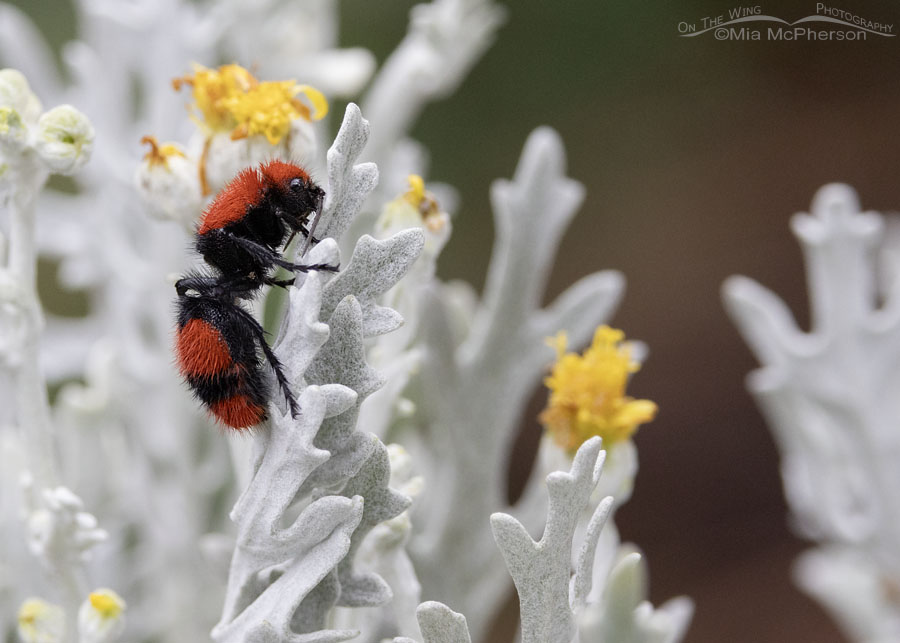 Female Common Eastern Velvet Ant in summer, Sebastian County, Arkansas