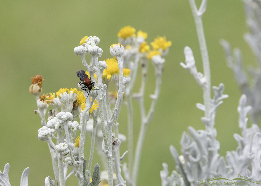 Male Common Eastern Velvet Ant in Arkansas, Sebastian County