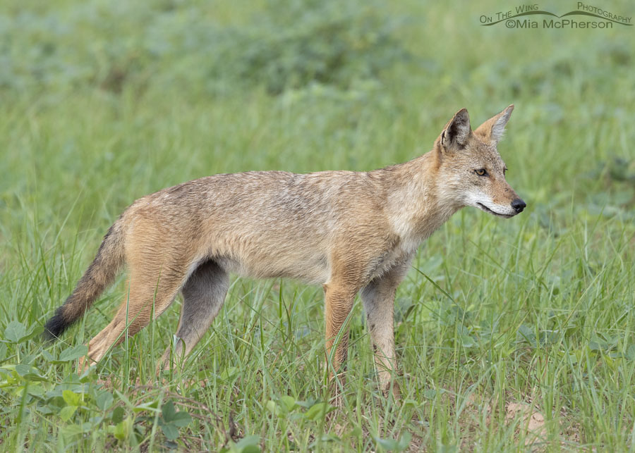 Presumed female Coyote in summer at Sequoyah NWR, Sequoyah National Wildlife Refuge, Oklahoma