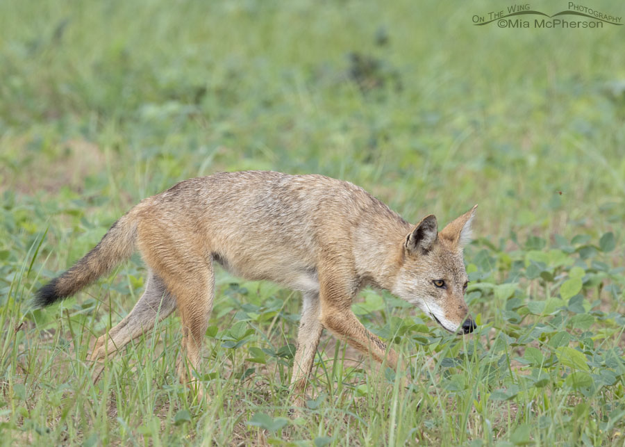 Presumed female Coyote on the move, Sequoyah National Wildlife Refuge, Oklahoma