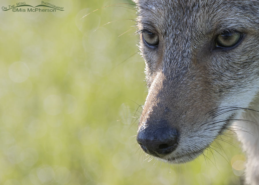 Coyote pup portrait in summer, Sequoyah National Wildlife Refuge, Oklahoma