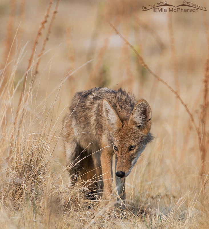 Close up of Coyote pup, Antelope Island State Park, Davis County, Utah