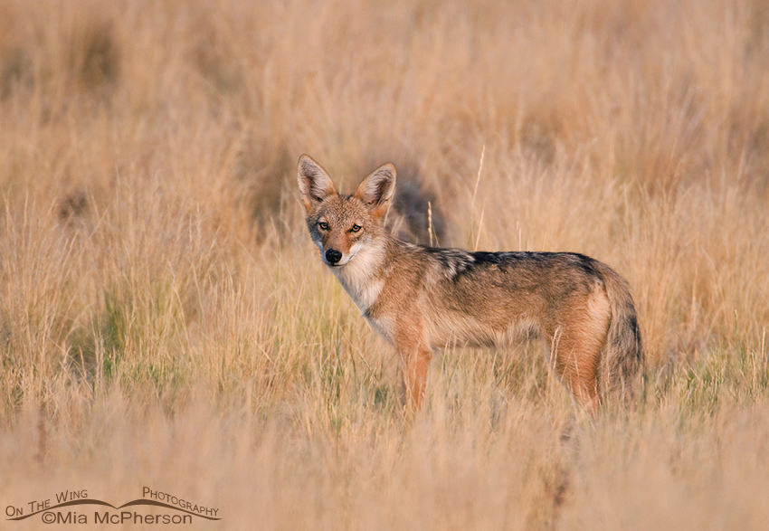 Coyote pup in prairie grasses, Antelope Island State Park, Davis County, Utah