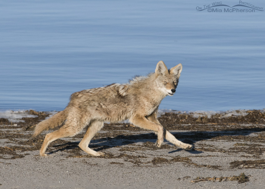 Coyote running on the shoreline of the Great Salt Lake, Antelope Island