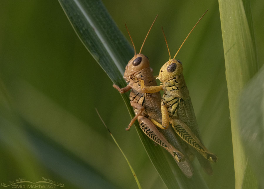 Mating Differential Grasshoppers at Sequoyah NWR, Sequoyah National Wildlife Refuge, Oklahoma