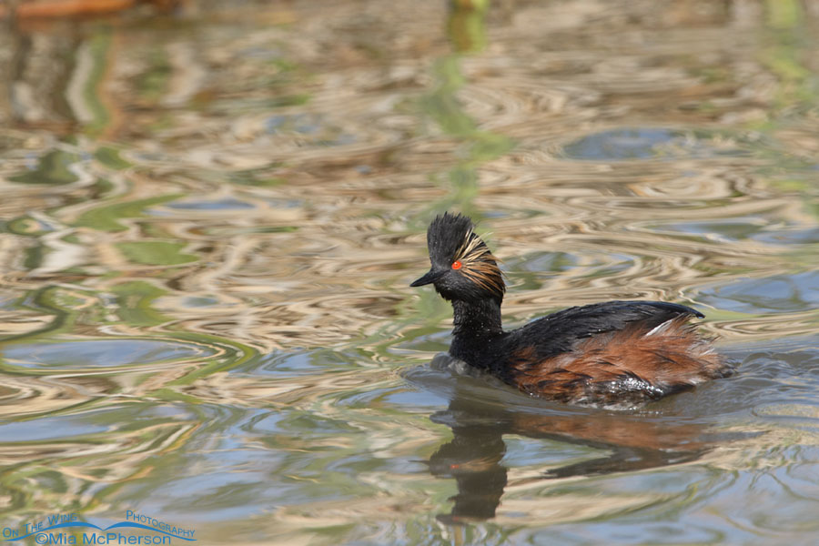 Spring Eared Grebe, Bear River Migratory Bird Refuge, Box Elder County, Utah