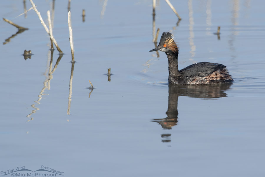 Adult Eared Grebe in the marsh at Bear River MBR, Box Elder County, Utah