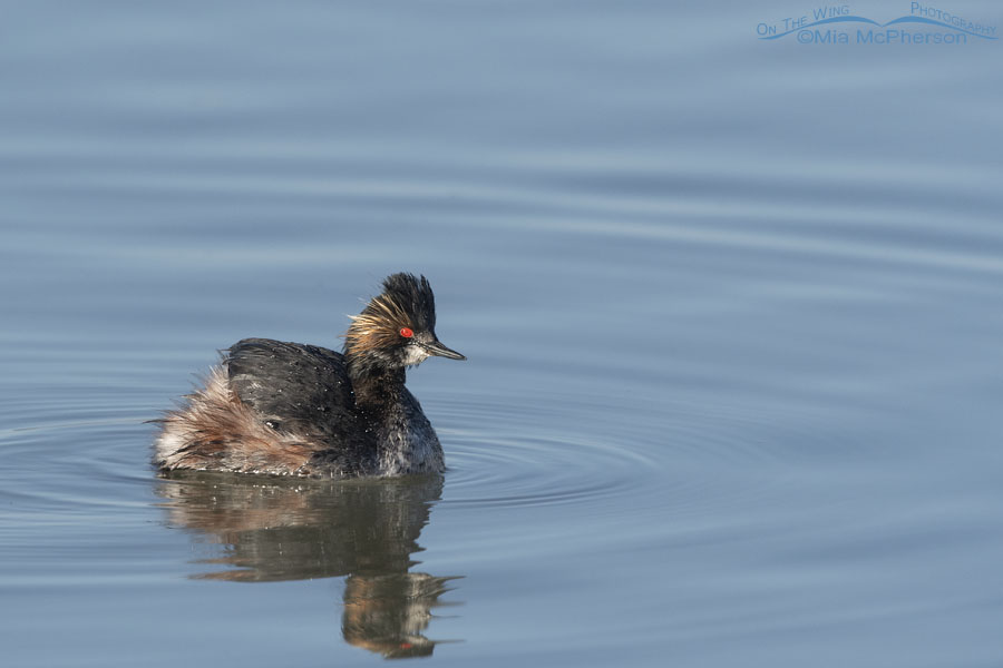 Eared Grebe in a marsh area, Bear River Migratory Bird Refuge, Box Elder County, Utah