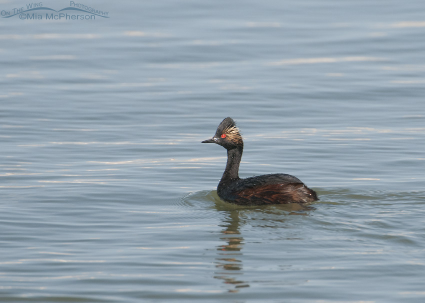 An Eared Grebe on the Great Salt Lake, Antelope Island State Park, Davis County, Utah